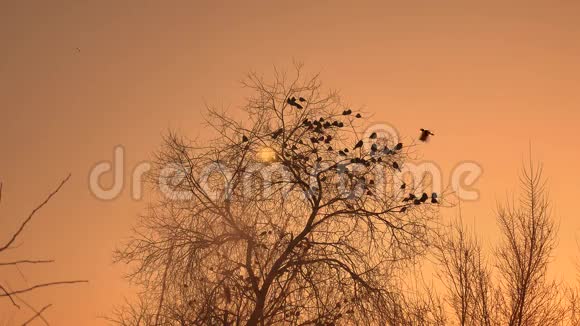 日落的乌鸦成群的鸟坐在树上大自然冬天寒冷视频的预览图
