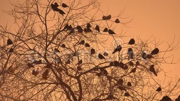 日落的乌鸦成群的鸟坐在大自然的树上冬天寒冷视频的预览图