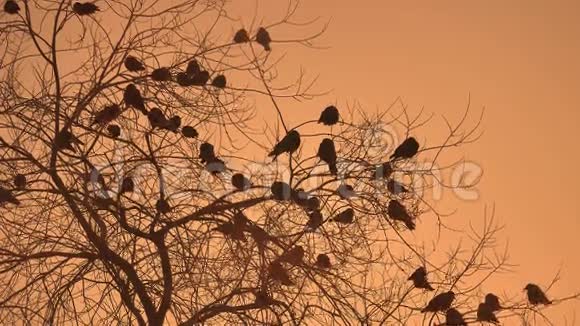 日落的乌鸦群自然的鸟坐在树上冬天寒冷视频的预览图