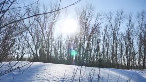 冬林自然树在雪地里刺眼的阳光阳光下的风景视频的预览图