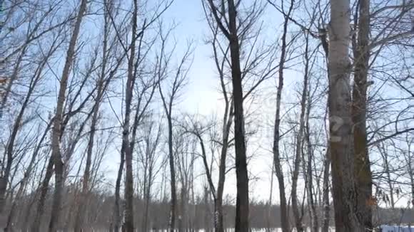 冬林中的树木在雪地中刺眼的阳光阳光下的自然景观视频的预览图