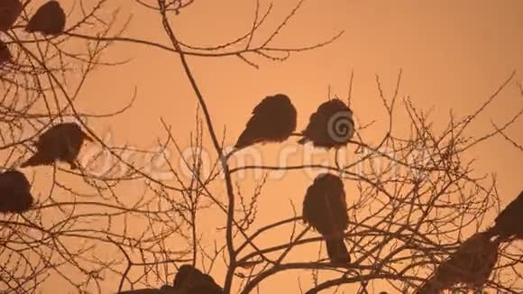 大自然日落乌鸦成群的鸟坐在树上冬天寒冷视频的预览图