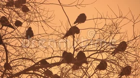 夕阳下的乌鸦成群结队鸟儿坐在树上寒冷的冬天视频的预览图