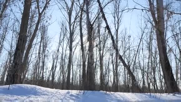 冬林中的树木在雪中刺眼的阳光下阳光普照大自然视频的预览图