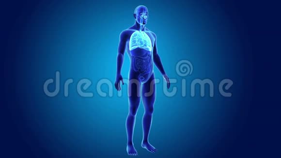 有器官的人肺视频的预览图