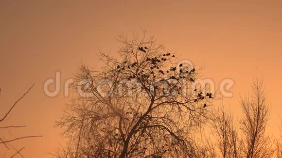日落的乌鸦成群的鸟坐在树上冬天寒冷的自然视频的预览图