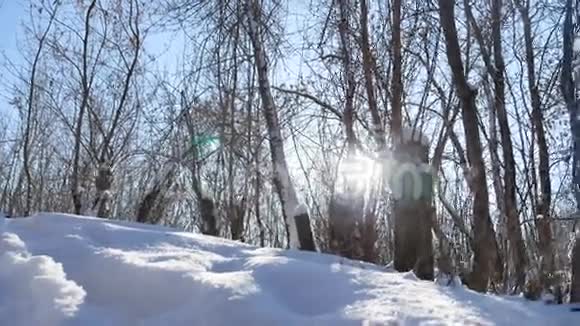 冬天的森林树木在大自然的雪光阳光的景观视频的预览图