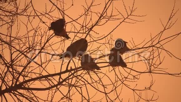 日落的乌鸦群自然的鸟坐在树上冬天寒冷视频的预览图