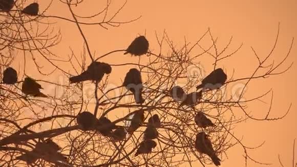 日落的乌鸦成群的鸟坐在树上冬天寒冷视频的预览图