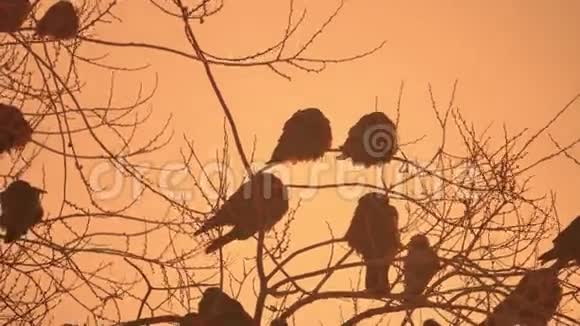日落的大自然乌鸦成群的鸟坐在树上冬天寒冷视频的预览图
