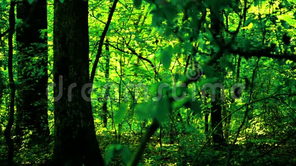 森林树木背景绿色自然景观荒野八月潘视频的预览图