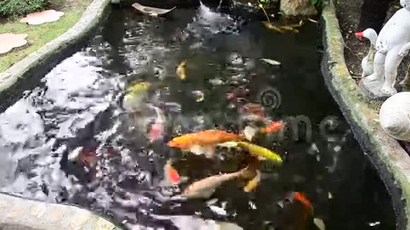 池塘里的花鲤或锦鲤鱼视频的预览图