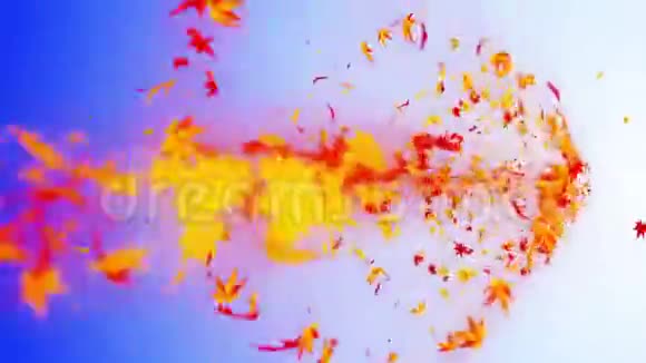 来自五颜六色的枫叶和叶子的旋涡秋叶的螺旋状闪亮颗粒跳舞的叶子丰富多彩的自然隧道循环动画视频的预览图