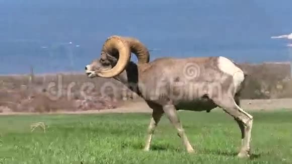 沙漠大角羊羊拉丁视频的预览图