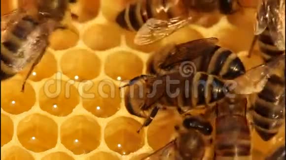 把花蜜变成蜂蜜视频的预览图