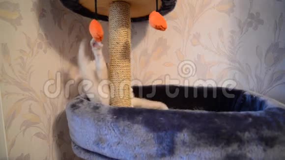 一只小猫在玩玩具抓挠视频的预览图