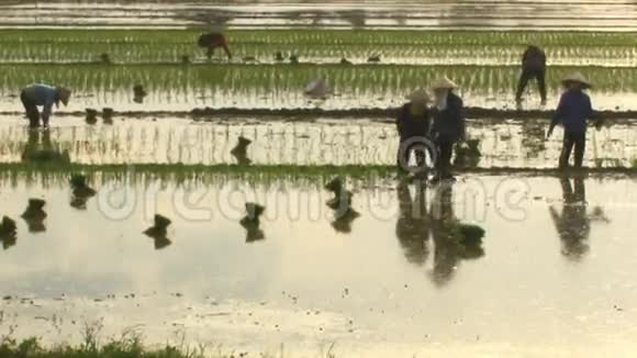 农民在田里种水稻视频的预览图