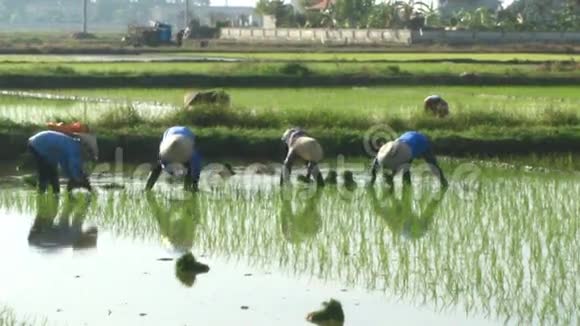 农民在田里种水稻视频的预览图