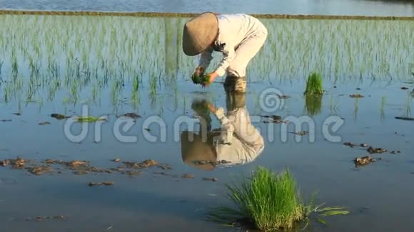 农民在田里种水稻视频的预览图