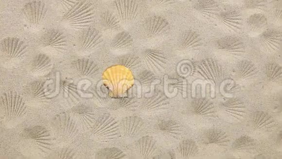 海壳在沙子上的近似视频的预览图