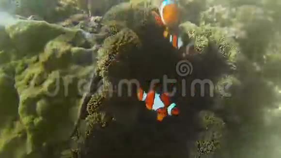 菲律宾的小丑鱼和海葵视频的预览图