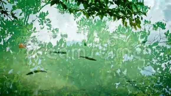 国家公园普利特维卡杰泽拉视频的预览图