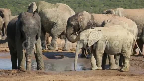 非洲象在水洞里视频的预览图