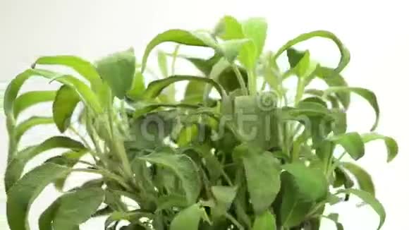 鼠尾草药用植物视频的预览图
