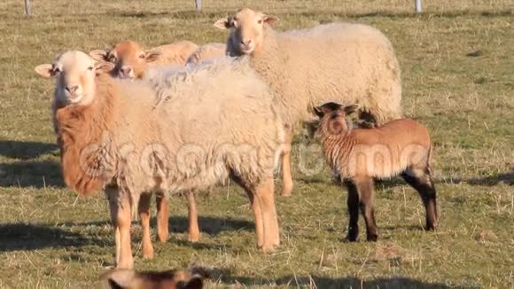 绵羊棕色羔羊草地春天视频的预览图