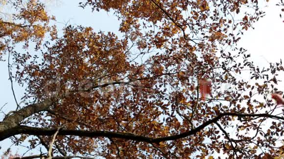 蓝天上有鲜艳叶子的秋树视频的预览图