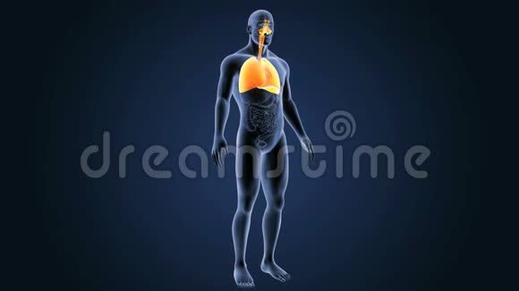 有器官的人肺视频的预览图