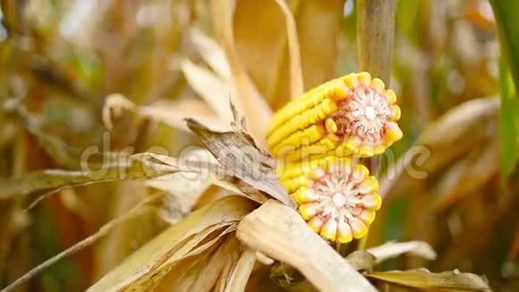 玉米芯上的熟玉米在栽培的农业玉米地准备收获采摘视频的预览图