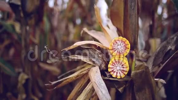 玉米棒上的熟玉米准备收割视频的预览图