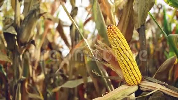 玉米棒上的熟玉米准备收割视频的预览图