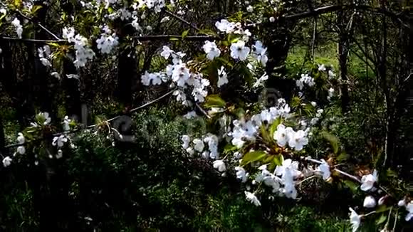 德国春天的樱花视频的预览图