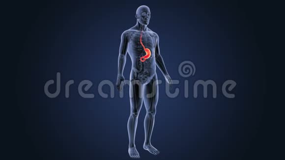 人体胃与解剖视频的预览图