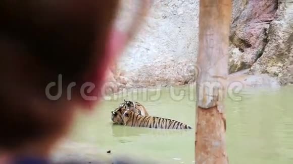 泰国曼谷有老虎寺的人视频的预览图