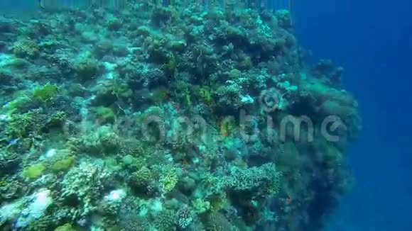 五颜六色的大珊瑚礁视频的预览图