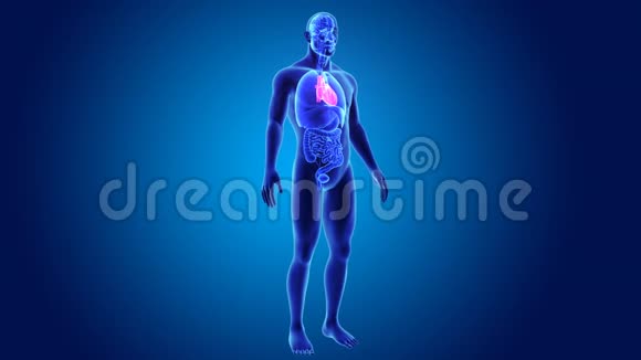 人体心脏有器官视频的预览图