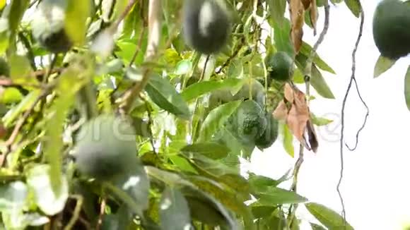 鳄梨在收获时在树上结果实视频的预览图