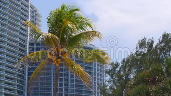 夏日迈阿密海滩公寓棕榈4k美国视频的预览图