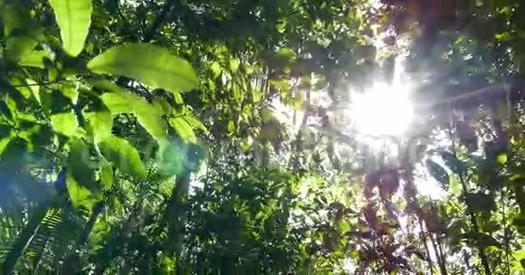 亚马逊雨林巴西南美洲视频的预览图
