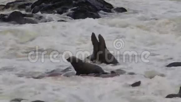 纳米比亚巨大的棕毛海豹群海狮视频的预览图