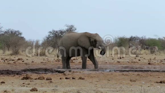 非洲象在泥泞的水坑里喝酒视频的预览图
