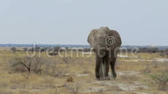 埃托沙国家公园的大非洲大象视频的预览图