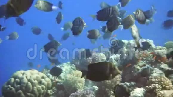 热带珊瑚礁上的海洋生物天使鱼学校视频的预览图