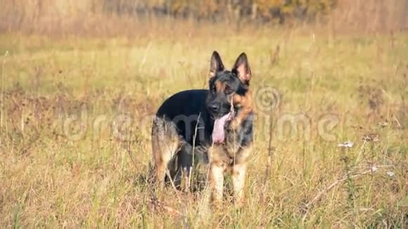 德国牧羊犬在户外玩耍视频的预览图