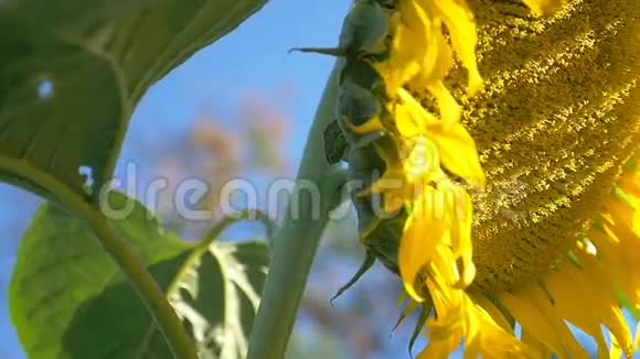 太阳花田阳光农业对抗蓝天慢动作视频视频的预览图