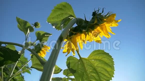 向日葵在田里种田阳光在大自然中天蓝色慢动作视频视频的预览图