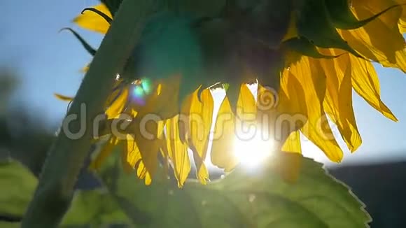 田野里的向日葵阳光在蓝天大自然中的慢动作视频视频的预览图
